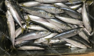鲭鱼的保存方法众多 鲭鱼的保存方法有哪些