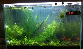 鱼缸水变绿解决方法是什么 鱼缸水变绿怎么解决