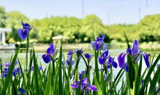 紫鸢花的花语是什么 紫鸢花介绍