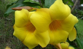 黄花草油酸是什么 黄花草油酸是什么东西