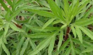 蒌蒿是什么 蒌蒿长什么样子