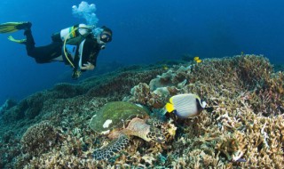 潜水原来的意思和新的含义 潜水的新旧含义