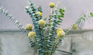 尤加利怎么做干花 怎么做尤加利干花