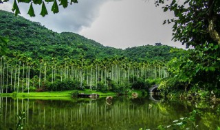 中国三大热带雨林 中国三大热带雨林是哪里?