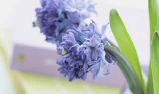 慈母手中线的全诗歌的意思 慈母手中线的全文是什么意思？