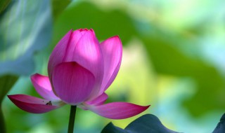 荷花莲花有什么区别是什么 荷花莲花有什么区别有哪些