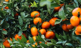 沃柑与茂谷柑有什么区别 沃柑与茂谷柑的区别介绍