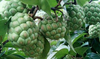 农历二三月份各地盛产什么水果 农历二三月份各地盛产水果是什么