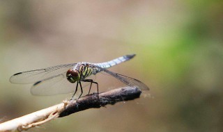 蜻蜓的天敌是什么动物 蜻蜓的天敌动物是什么