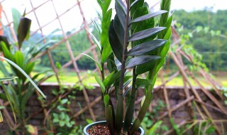 金钱树茎干瘪是什么原因 为什么金钱树茎干瘪