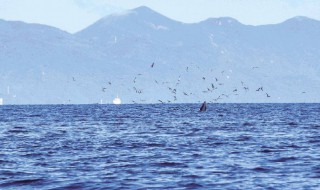 我国什么海区赤潮发生最为频繁 我国赤潮发生最为频繁的海区