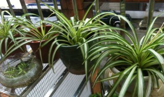 什么绿植除甲醛 介绍7种植物