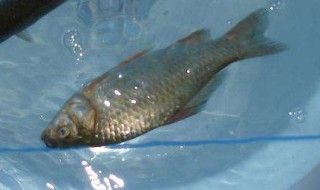 初春钓鲫鱼调几钓几比较好 这都是要根据鱼情来判断的