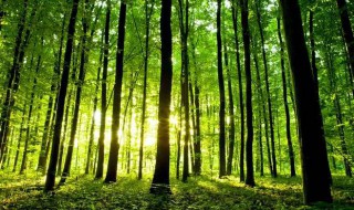 树林下面种什么好? 具体介绍