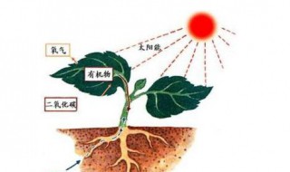 光合作用 光合作用的反应过程是怎样的