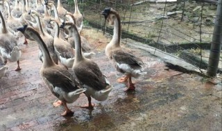 1至70天的鹅用料多少斤 你算对了吗