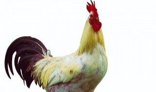 公鸡和母鸡哪个有营养 看来营养不相上下