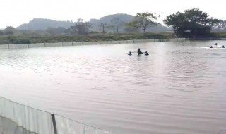 清塘后鱼塘怎么消毒 介绍两种方法