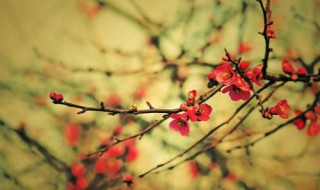 适合北方室外种的花 北方室外可以种什么花