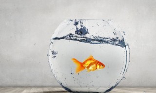 冬天用什么酒米钓鱼最好 这几种都是最佳的选择