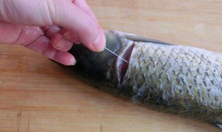 鱼线怎么取 鱼腥线是什么