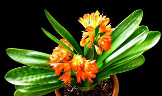 办公室放什么植物好 适合放办公室的植物