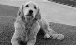 狗在地震前是什麽反映??有何前兆? 地震前狗的异常前兆