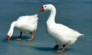 大白鹅怎样杀最好 杀大白鹅的操作步骤