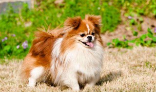 请问适合男生养的大狗有什么品种? 前三适合的狗种