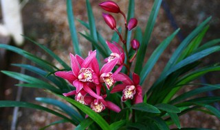 墨兰花及养殖方法（墨兰花怎么栽培）