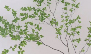 日本吊钟是什么植物（日本挂钟植物）