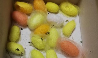 蚕茧为什么颜色有黄有白 蚕为什么有黄色和白色茧