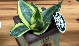 虎皮兰室内养殖方法和注意事项(室外虎皮兰的养殖方法和注意事项)