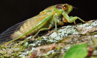 蝉怎么分辨公母 蝉怎么分辨公母图片