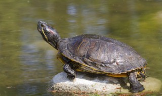 山龟是不是国家保护动物 山乌龟是国家保护动物吗