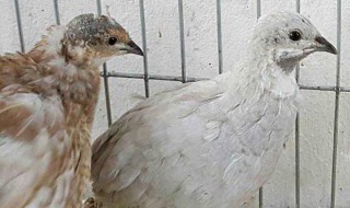 芦丁鸡家庭养殖方法是什么（芦丁鸡怎么养殖方法）