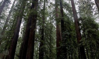巨杉和北美红杉被誉为什么（巨杉和北美和杉被誉为什么）
