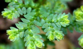 小翠云的养殖方法和注意事项（翠云怎么养）