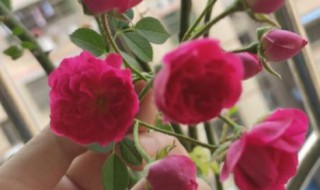 红木香一年开几次花 蔷薇红木香一年开几次花