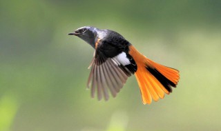 形容鸟儿无家可归的句子(鸟儿归家的诗句)