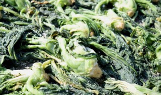 梅菜和芥菜的区别是什么 梅菜和芥菜有什么区别