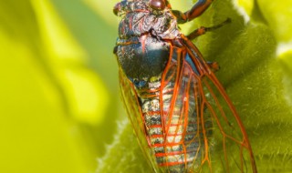 蝉与蚕的区别 蝉与蚕的区别有哪些