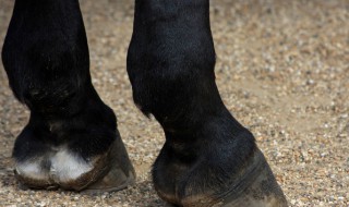 马蹄有多厚 马蹄有多厚怎么打钉他不疼