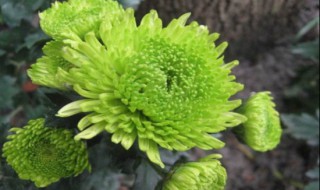 绿菊花的花语和寓意（绿菊花的花语和寓意是什么）