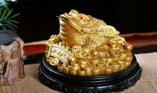 金蟾蜍怎么摆放（金蟾蜍怎么摆放店里）