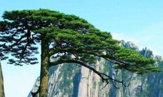 迎客松寓意和象征 迎客松象征着什么