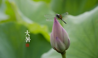 描写夏天的古风优美句子摘抄 描写夏天的古风优美句子摘抄大全