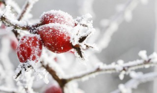 寒潮的形成原因是什么（寒潮的形成原因及影响）