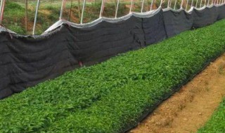 冬天露天育苗简单方法（冬天露天育苗简单方法视频）