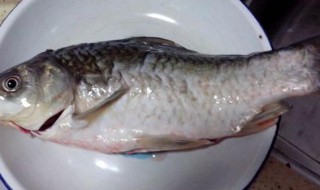 杀好的鲫鱼怎么保存（鲫鱼杀了之后如何保存）